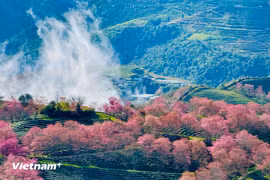 Brilliant cherry blossom hues glow across Sa Pa