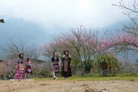 Peach blossoms light up Sin Suoi Ho tourism village