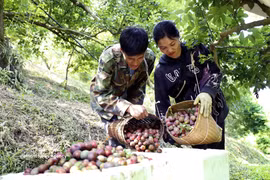 Early-ripening plums in Son La enjoy bumper crop, strong prices