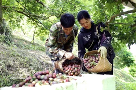 Early-ripening plums in Son La enjoy bumper crop, strong prices