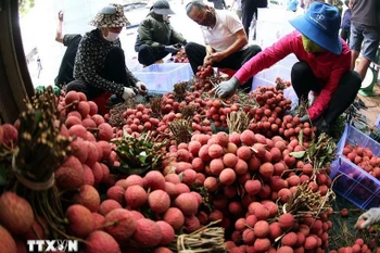 Sorting and packaging Luc Ngan lychee for export (Photo: VNA) 