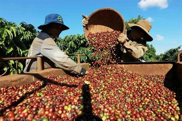 Coffee exports hit record on EU, US demand | Vietnam+ (VietnamPlus)