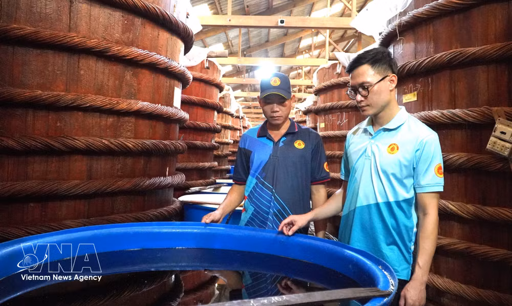 Producing fish sauce at the Huynh Khoa private enterprise (Photo: VNA)