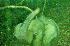 A photo of the baby elephant taken on July 8. (Photo: Elephant Species and Habitat Conservation Area)