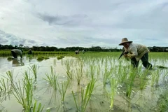  Indonesian farmers plant rice in Lokpaikat District in Tapin, Tapin Regency, South Kalimantan. (Photo: ANTARA)