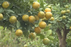 Ninh Binh’s kumquat hub gears up for Tet season