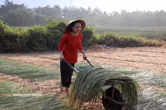 Tay Ninh villagers preserve traditional rural trades 