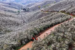 Coffee blossoms blanket Son La hillsides in white