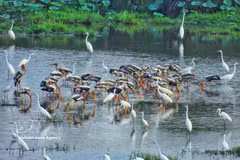 Tram Chim steps up efforts to restore wetland ecosystem