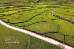 Stunning rice terraces grace Vietnam's northwestern highlands