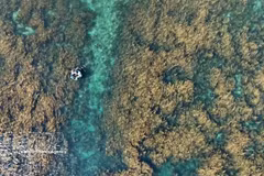 Quang Ngai steps up efforts to protect seaweed ecosystems