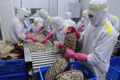 Workers process whole clams at a factory in An Xa Industrial Cluster, Nam Dinh province. (Photo: VNA)