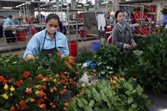 Roses are selected for export at Dalat Hasfarm Co in Lam Dong province. (Photo: VNA/VNS)