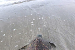 A hawksbill was rescued and released into the wild (Photo: VNA)