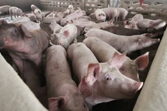 Pig Farm (Photo: Laotiantimes)