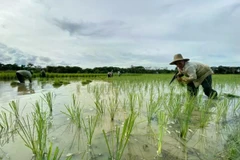 A farmer plants rice in Lokpaikat District in Tapin, Tapin Regency, South Kalimantan. (Photo: ANTARA)