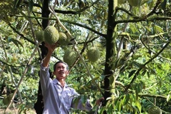 Durian being harvested in southern Tien Giang province. (Photo: VNA/VNS)