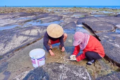 People harvest seafood on Bach Long Vi island. (Photo: Qdnd.vn)