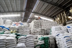 Rice stock for export of Duong Vu Company in Long An province. (Photo: VNA)