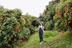 Lychee orchards in Bac Giang are drawing a large number of visitors. (Photo: VNA)