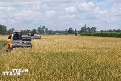 Low-emission rice farming drives greener growth for Vietnam’s rice sector 