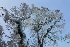 Ta Xua peak in Ban Cong commune, Tram Tau district, the northern mountainous province of Yen Bai, is coated in thick frost. (Photo: VNA)