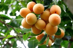 Vinh Long farmers enhance value of sweet plum mango 