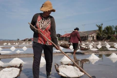 Cambodian workers collect salt from the fields ready to store it in warehouses in Kampot province. (Photo: Phnom Penh Post)