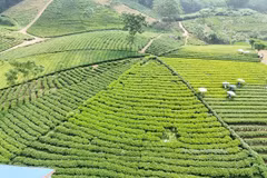 Thai Nguyen tea targets stronger brand identity