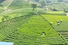 Thai Nguyen tea targets stronger brand identity