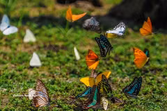 Early butterfly season delights visitors at Cuc Phuong National Park