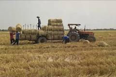Dong Thap farmers turn rice straw into income