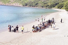 Tourists release turtles into the sea in Con Dao. (Photo: nhandan)