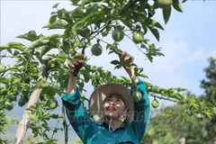 A local resident in Ho Thau commune, Tam Duong district, Lai Chau province tend to passion fruit crops. (Photo: VNA)