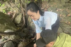 A rare big-headed turtle is released back to nature in Quang Ngai (Photo: VNA)