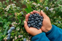 Vietnam has officially licensed the import of fresh blueberries from Poland. (Photo: VNA)
