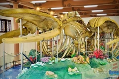 The two reconstructed whale skeletons at Lang Tan relic site on Ly Son island district (Photo: Quang Ngai newspaper)