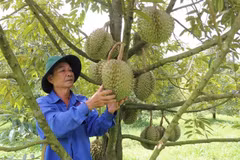 Lam Dong develops sustainable durian export value chain