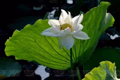 Essence of Hue preserved in fresh lotus tea