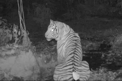 Camera trap footage shows a Malayan tiger in a national park in Yala province, Thailand. (Photo: Department of National Parks, Wildlife and Plant Conservation)