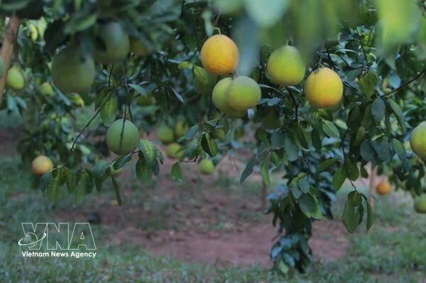 Green credit set to drive Vietnam’s sustainable growth