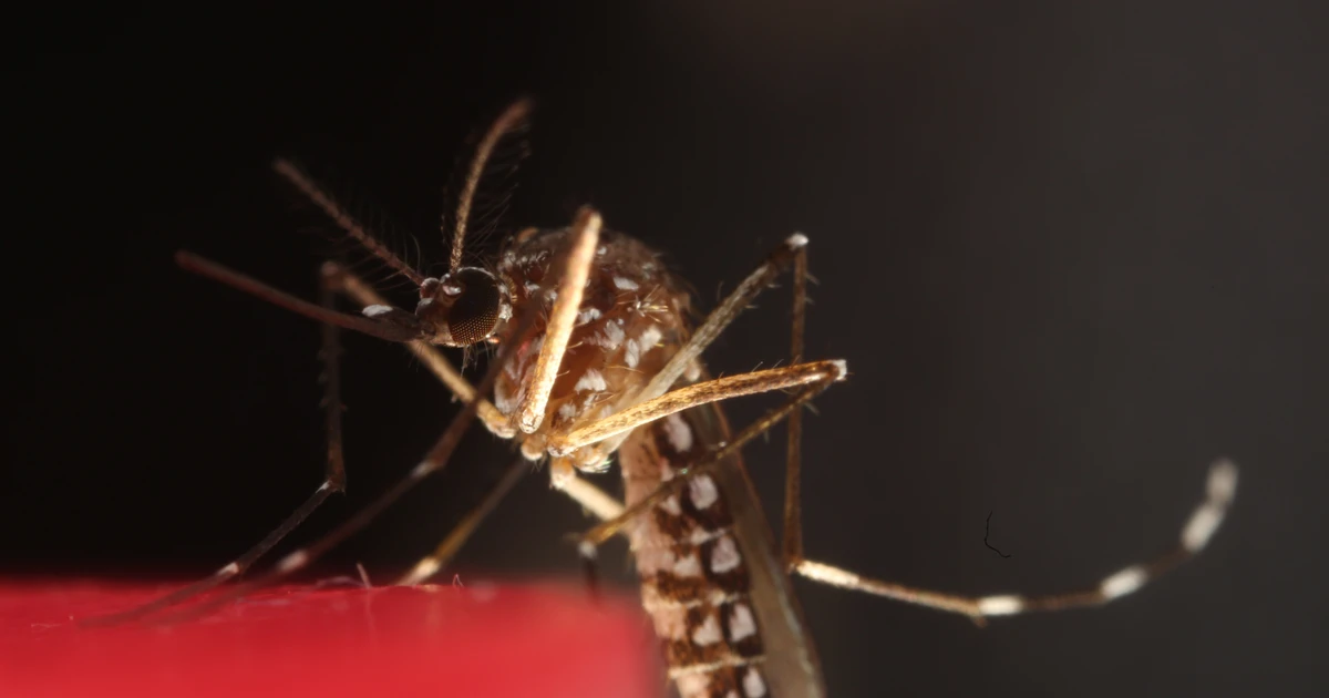 Malaysia's dengue-related deaths rise nearly 70% in first half of 2026