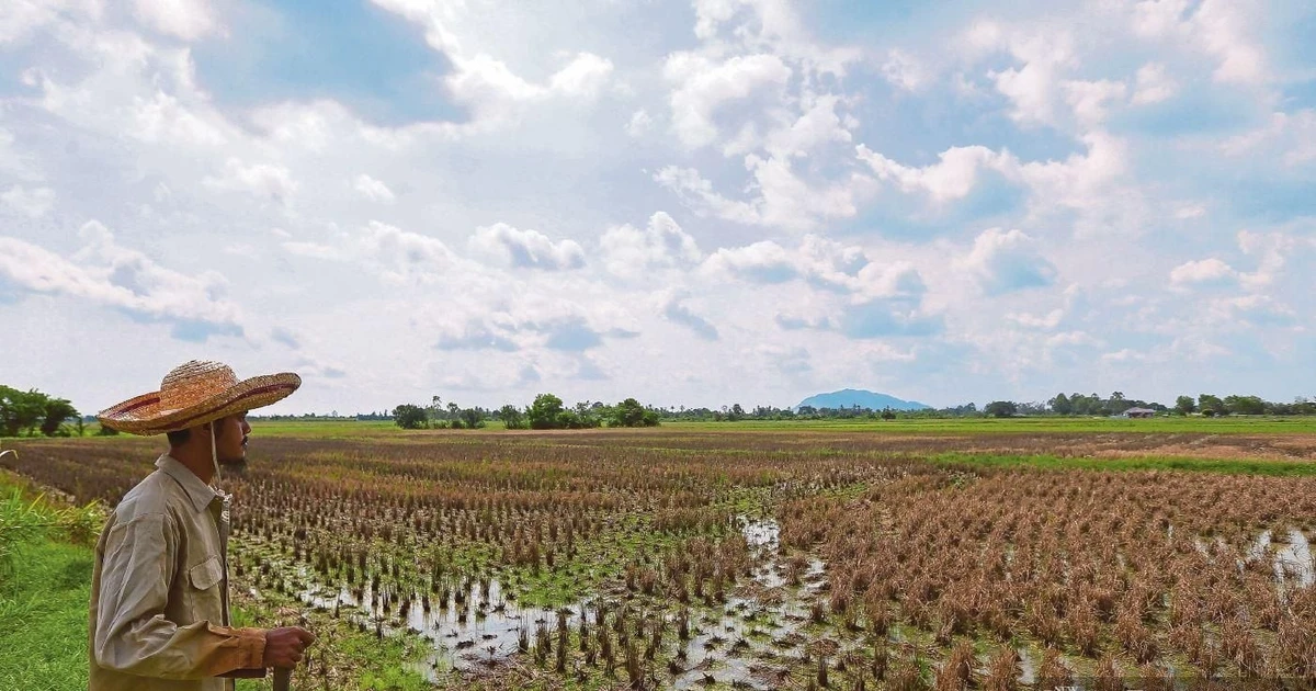 Malaysia advances financial aid to support rice farmers