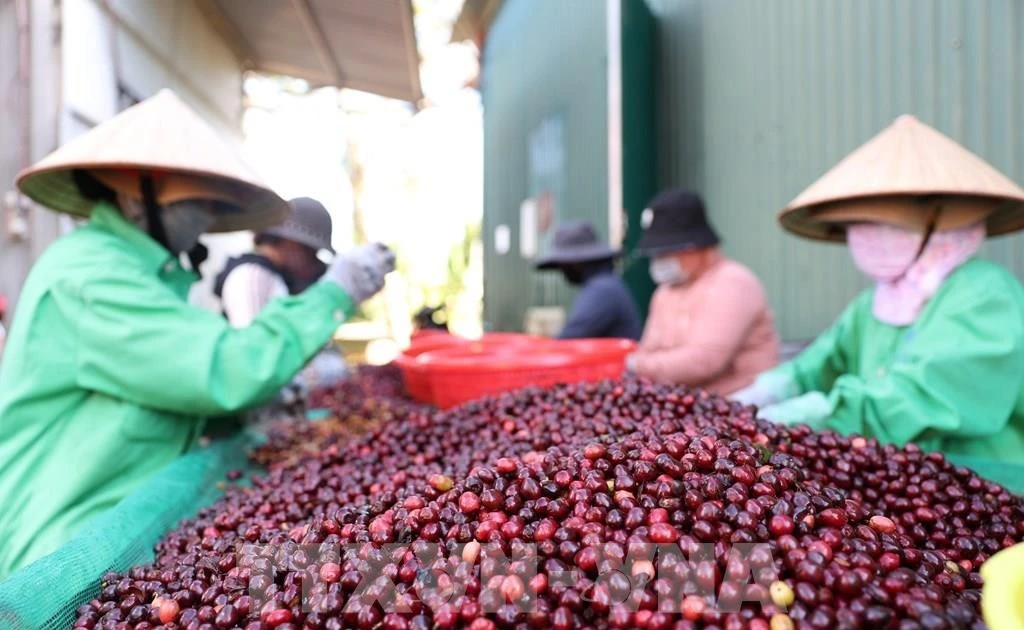 Viet Nam coffee exports surge to record high (Photo: VNA)