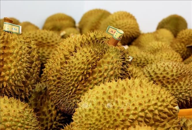 Vietnamese durians are fast becoming a trendy delicacy in China's Beijing. (Photo: VNA)