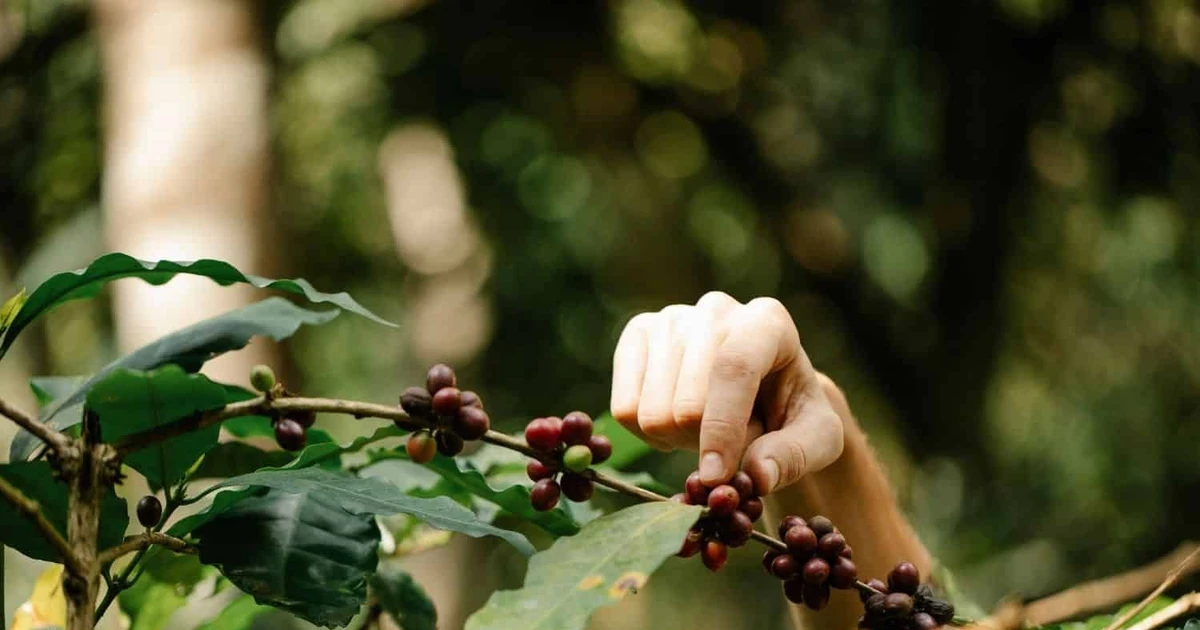 Laos moves to promotes sustainable coffee, tea farming