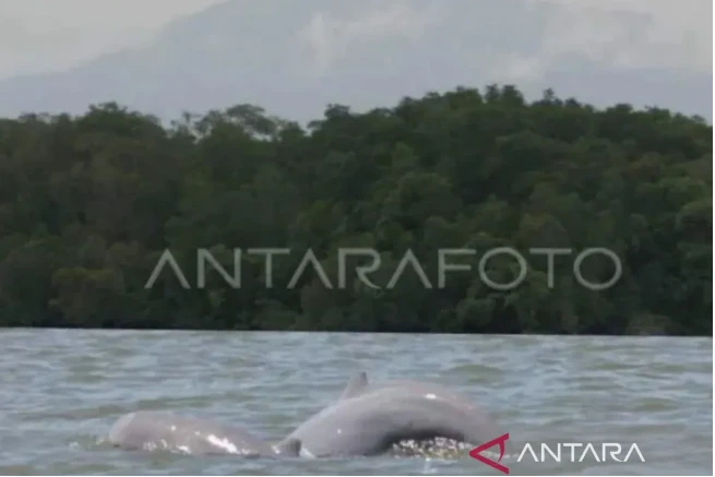 Indonesia takes emergency solutions to save Mahakam dolphins