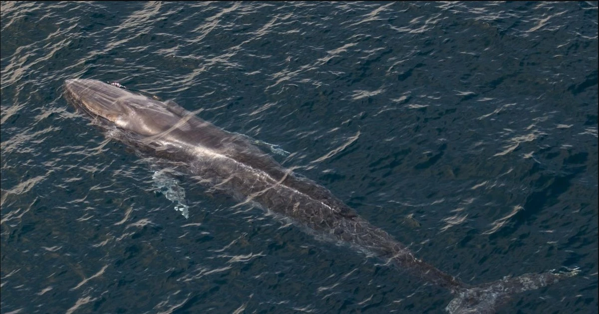 Indonesia: Shipping lanes threaten habitats of rare fish species