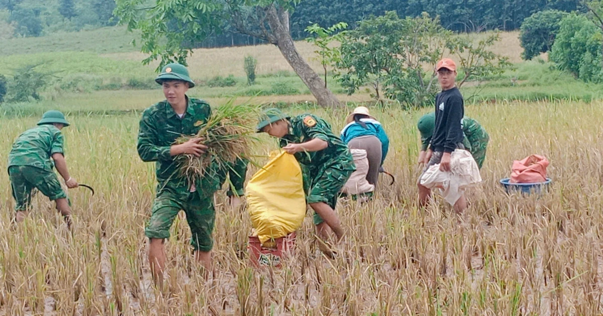 Soldiers help people harvest rice in the rainy season (Photo: VNA)