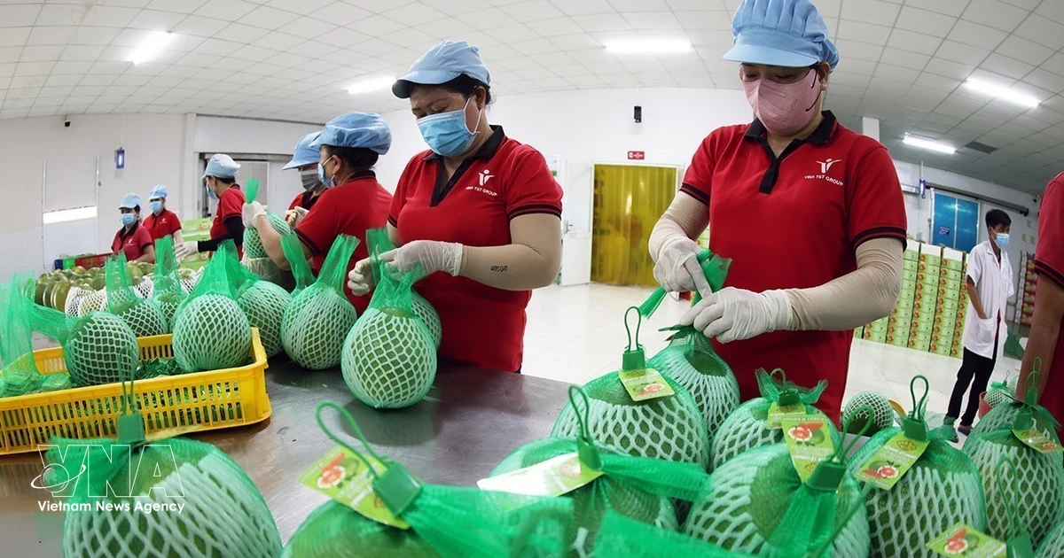 Vietnam's fruit, vegetable exports up nearly 18% in H1